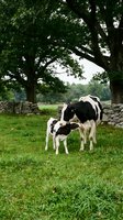 Dairy cow nursing calf in pastoral meadow beneath mature trees with stone fence, rural farming and livestock agriculture scene.