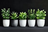Row of five minimalist white ceramic pots with different green houseplants against dark background, modern home decor and interior design composition.