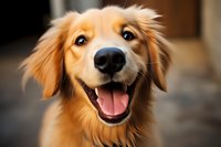 Happy golden retriever puppy with bright eyes and friendly smile showing pure joy and excitement. Close-up portrait captures genuine canine expression and personality.