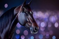 Majestic dark bay horse portrait against blurred purple and blue bokeh background with dramatic side lighting highlighting noble facial features and glossy coat.