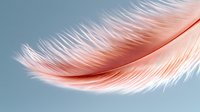 Delicate coral pink feather floating against soft blue background, showcasing gentle curves and intricate barbs in macro detail. Ethereal mood for wellness designs.