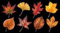 Set of eight autumn leaves in warm red, orange, yellow tones, isolated on transparent background. Ready for clipart, stickers, t-shirt design, sublimation, print on demand.
