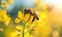 Honeybee collecting nectar from bright yellow flower in sunny garden. Close-up macro photography of pollinator insect on blooming plant for nature and agriculture concepts.