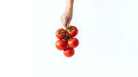 Hand holding fresh red tomatoes on vine against white background for healthy cooking and organic food concepts.