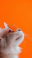 White cat wearing round sunglasses looking up against vibrant orange background. Close-up portrait showing whiskers and fur details creates modern fashion mood.