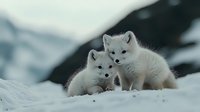 Young arctic fox cubs playing together in snowy winter landscape, white fluffy polar foxes showing natural behavior in their cold habitat environment.