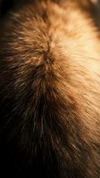 Close-up macro shot of luxurious brown and golden animal fur texture with natural gradient from dark to light tones for fashion and textile design.