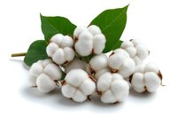Cotton bolls with green leaves arranged on white background isolated for textile industry and natural fiber production concepts.