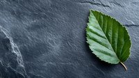 Single green leaf on dark stone background with dramatic lighting and copy space, minimalist nature composition for wellness and spa designs.