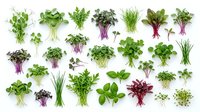 Fresh microgreens and herbs collection isolated on white background for healthy cooking and culinary design projects.