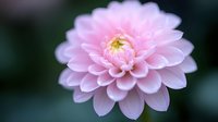 Delicate pink dahlia flower in full bloom with layered petals against soft blurred dark background, macro photography showing intricate floral details.