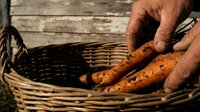 Fresh organic carrots with soil in wicker basket on rustic wooden background. Healthy root vegetables straight from garden harvest for cooking and nutrition.