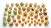 Colorful physalis fruits and ground cherries arranged in organized rows on white background, showcasing natural organic produce variety for healthy eating.