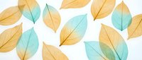 Watercolor autumn leaves in golden yellow and mint green tones scattered on white background, isolated botanical elements for seasonal design projects.