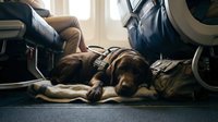 Relaxed brown dog lying on airplane cabin floor during flight while passenger sits nearby in comfortable travel scene for pet transportation services.