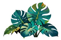 Vibrant tropical monstera deliciosa leaves arrangement perfect for botanical designs, summer patterns, and nature-inspired projects, isolated on white background.