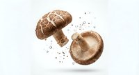 Fresh shiitake mushrooms floating with scattered spores on white background, organic healthy food ingredient for cooking and culinary recipes.