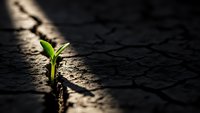 Small green plant seedling growing through crack in dry cracked earth ground, symbolizing hope, resilience, perseverance and new life emerging from adversity.