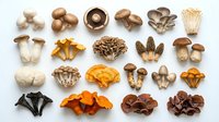 Assorted edible mushroom varieties arranged on white background including shiitake, oyster, chanterelle, morel and other gourmet fungi species for cooking.
