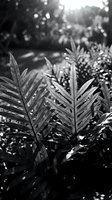 Monochrome close-up of tropical palm fronds with sharp detail in foreground and soft bokeh garden background, ideal for nature and botanical design projects.