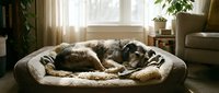 German Shepherd dog sleeping peacefully on cozy pet bed in warm sunlit living room with plants and furniture creating comfortable home atmosphere.