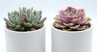 Two colorful succulent plants in white ceramic pots on clean background for home decor and gardening projects.