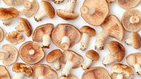 Fresh raw mushrooms pattern on white background, top view. Natural organic food texture with gills and stems visible, isolated for culinary and design projects.
