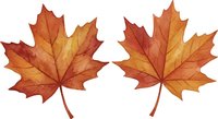 Two autumn maple leaves with vibrant orange and red colors isolated on white background for seasonal design projects and fall decorations.