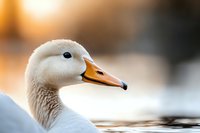 Close up portrait of white snow goose with orange beak swimming in water during golden sunset light, side view of waterfowl head against blurred background.