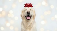Happy golden retriever dog wearing red gift bow on head against festive bokeh lights background for holiday greeting cards and seasonal marketing.
