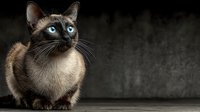 Siamese cat with striking blue eyes sitting against dark textured background, elegant feline portrait with copy space for pet care and veterinary designs.
