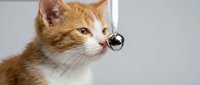 Orange tabby kitten with white markings wearing small round glasses, adorable pet portrait on neutral background for veterinary or educational content.