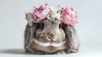 Adorable gray lop-eared rabbit wearing crown of pink peonies and white flowers on light background, looking directly at camera with sweet expression.