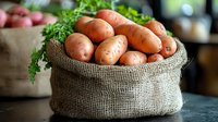 Fresh organic potatoes in rustic burlap sack with green parsley leaves on dark background, farm harvest vegetables for healthy cooking and food market.