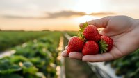 Fresh ripe strawberries in farmer's hand at sunset over organic plantation rows. Agricultural harvest concept for healthy eating and farm produce.