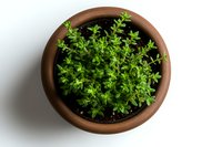Fresh green thyme growing in brown clay pot on white background, overhead view. Aromatic culinary herb plant with small leaves isolated for cooking and gardening.