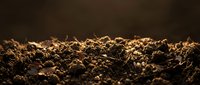 Rich, dark soil texture with warm golden lighting highlighting granular particles and organic matter. Suitable for agriculture, gardening, environmental, and earth science content.