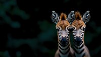 Two young zebra faces in symmetrical composition against dark background, showing detailed stripes and distinctive brown manes. Close-up wildlife portrait captures their unique patterns.