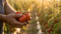 Farmer hands holding fresh ripe red tomatoes in organic garden during golden hour sunset. Harvest time concept for healthy eating and agriculture.