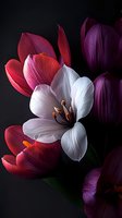 Dramatic close-up of white and deep red tulips against dark background showcasing delicate petal texture and natural floral details in moody lighting.