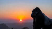 Silhouette of contemplative woman watching golden sunrise over mountain landscape, peaceful morning meditation and mindfulness concept.