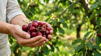 Fresh ripe cherries held in farmer's hands during harvest in orchard garden, agricultural produce picking.