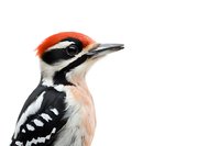 Watercolor great spotted woodpecker portrait on white background, detailed bird illustration showing distinctive red, black and white plumage pattern. Isolated artwork.