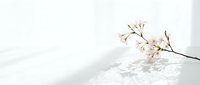 Delicate cherry blossom branch with soft pink flowers casting gentle shadows on clean white background for spring design projects.