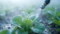 Young seedling plant receiving water droplets from irrigation dropper in garden soil, agricultural watering system for crop growth and cultivation.