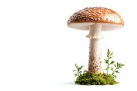 Fly agaric mushroom with orange-brown cap and white stem growing on moss against white background, isolated for nature designs.