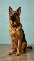 German Shepherd dog sitting portrait against blue background wearing collar for pet photography and veterinary marketing materials.