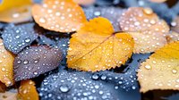 Fallen autumn birch leaves with water drops on dark background, macro photography showing detailed texture and natural patterns in yellow and brown colors.