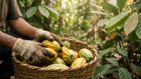 Farmer hands holding wicker basket filled with fresh cacao pods during harvest season in tropical plantation surrounded by green foliage.