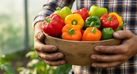 Farmer holding wooden bowl filled with fresh colorful bell peppers in red, yellow, orange and green varieties. Suitable for agriculture, farming, organic produce, and healthy eating content.